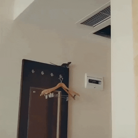 He tried to enter the ceiling in fail gifs