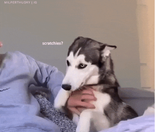 Good scratches in dog gifs