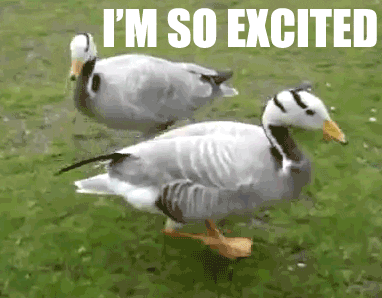 Excited Duck GIF - Find & Share on GIPHY