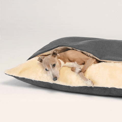 dog resting in dog bed