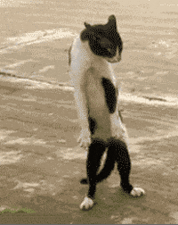 Dancing Cat GIFs - Find & Share on GIPHY