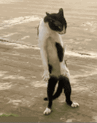 Dance Party Cat GIF - Find & Share on GIPHY