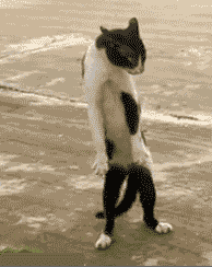 Dance Party Funny Animals Animated GIF