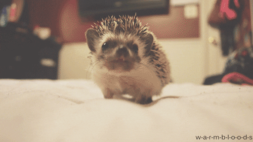 hedgehog cute baby animal
