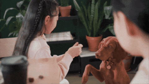 NoBark Ultra Analysis: A Look at Its Range and Practicality