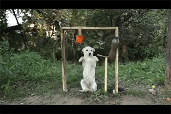 Dog is Trained to Make DIY Shower Works Cute Funny