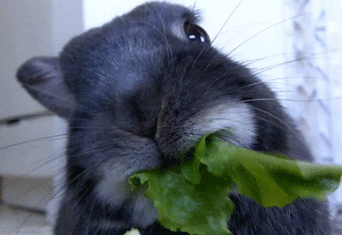 chinchila comendo folha