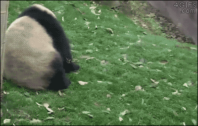 Panda Roll GIF