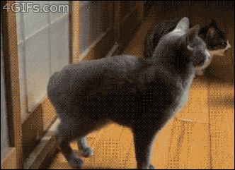 Cat Gif Find Share On Giphy Cat Gif Find Share On Giphy