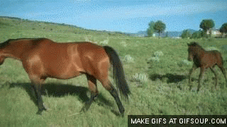 Horse GIF - Find & Share on GIPHY