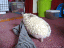 hedgehog sock