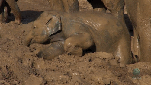 Resultat d'imatges de gif mud