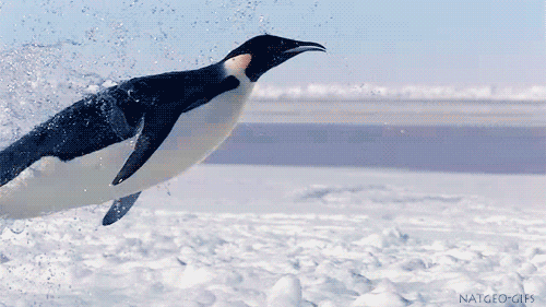 Wildlife Penguins GIF - Find & Share on GIPHY