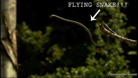 flying snake snake biology snakes reptile