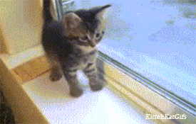 Kitten kneading by window