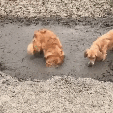 Mud doggos in dog gifs