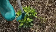 Our HomeEzy™ Standing Weed Puller Root Removal Tool allows you to take out stubborn weeds from the ground surface by simply twisting and pulling!