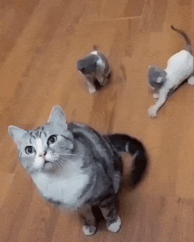 How to keep kitten entertain in cat gifs