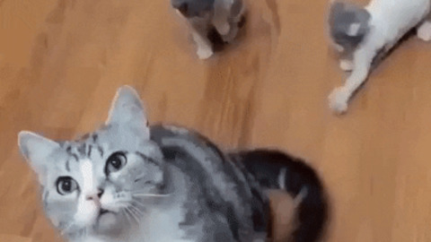 How to keep kitten entertain