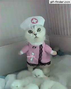 Nurse cat in cat gifs