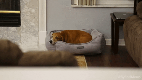 Reality Show Dog GIF by Children's Miracle Network Hospitals - Find