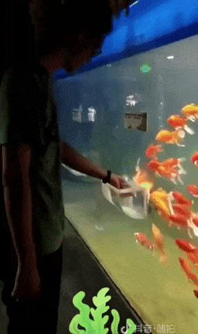 Fish whisperer in wow gifs