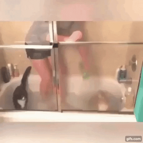 Giving bath to cat be like in cat gifs