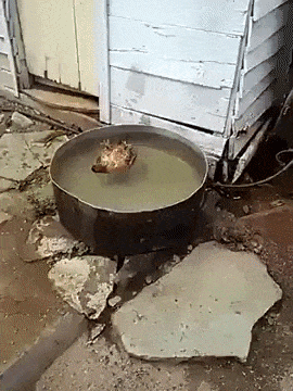 Chilling in funny gifs