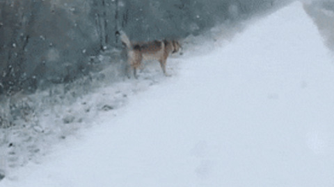 Doggo love playing in snow