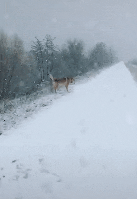 Doggo love playing in snow in funny gifs
