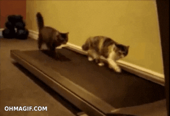 cat funny animals running fitness