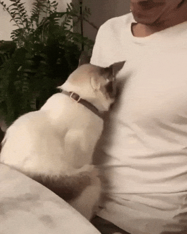 Cat Hugs Human Cute Wholesome Animal
