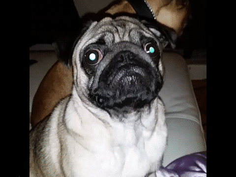 Pug Attack GIFs - Find & Share on GIPHY
