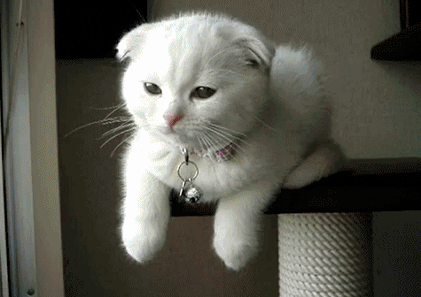 Scottish Fold Kitten GIFs - Find & Share on GIPHY