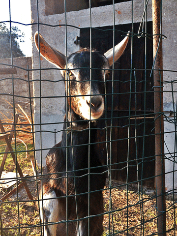 Goats On The Left