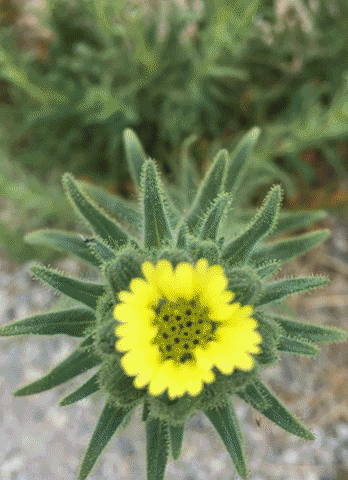 Webartgarden GIF