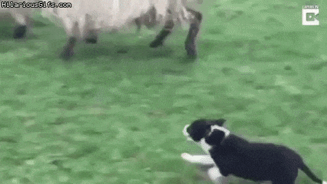 This doggo is going places in funny gifs