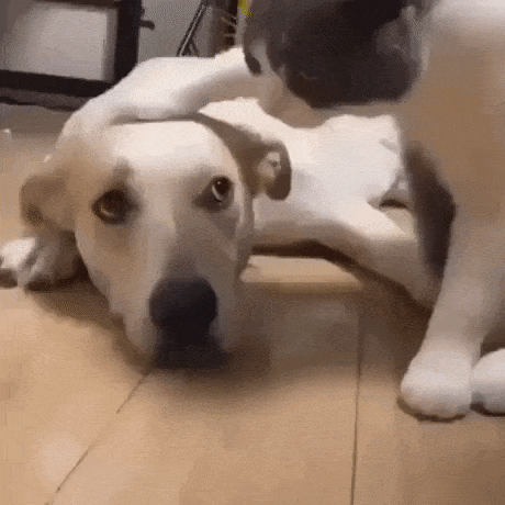 Petting doggo in cat gifs