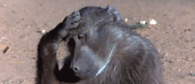 https://media.giphy.com/media/Wu1df5gzDS3p6/giphy.gif