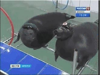 Seals GIFs - Find & Share on GIPHY