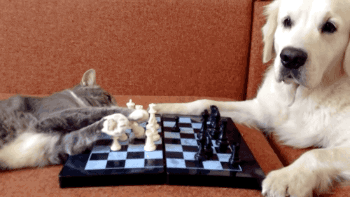 https://giphy.com/gifs/cat-dog-chess-WwbmjTK5TS87e
