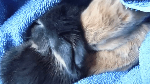 baby bunnies