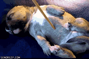 Funny Puppy Sleeping GIF by Cheezburger