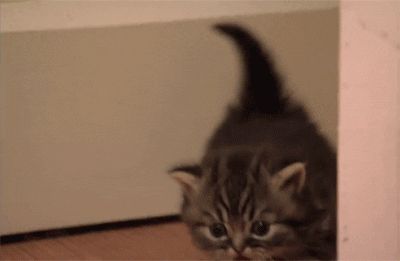 Cute Kitten GIFs - Find & Share on GIPHY