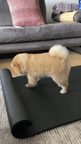 Morning exercise in dog gifs