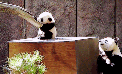 Panda Eating GIF - Find & Share on GIPHY