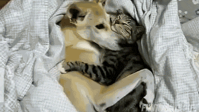 Image result for animals hugging gif