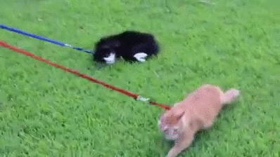 Cat Walkies GIF - Find & Share on GIPHY