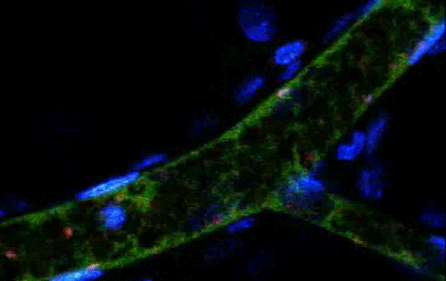 Blood Cell GIF - Find & Share on GIPHY