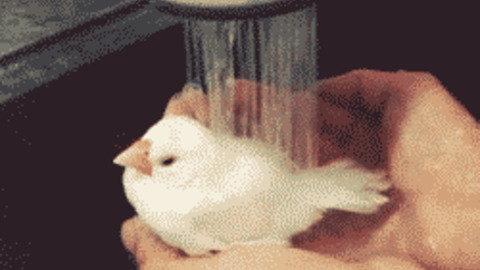 Animals Being Cute GIFs - Find & Share on GIPHY